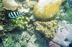 066 Great Barrier Reef